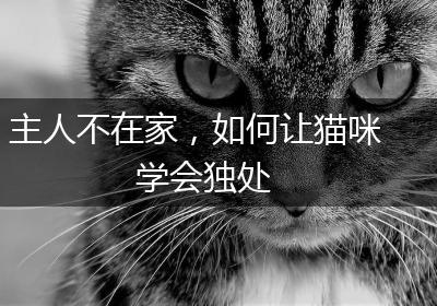 主人不在家，如何让猫咪学会独处