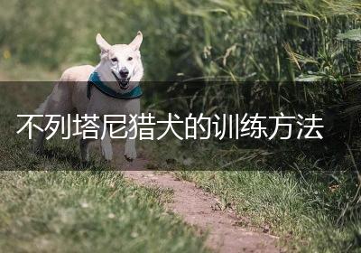 不列塔尼猎犬的训练方法