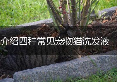 介绍四种常见宠物猫洗发液