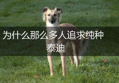 为什么那么多人追求纯种泰迪