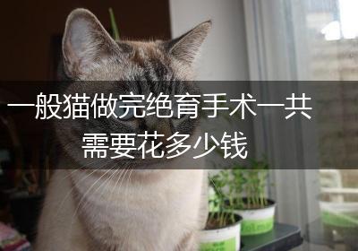 一般猫做完绝育手术一共需要花多少钱