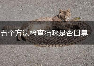 五个方法检查猫咪是否口臭
