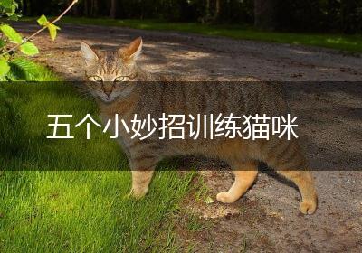 五个小妙招训练猫咪
