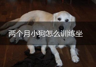 两个月小狗怎么训练坐