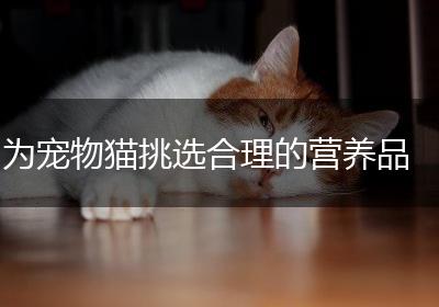 为宠物猫挑选合理的营养品