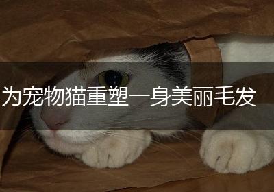 为宠物猫重塑一身美丽毛发