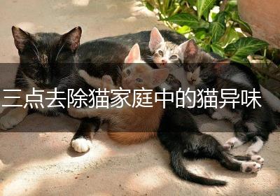 三点去除猫家庭中的猫异味