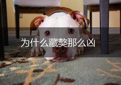 为什么藏獒那么凶