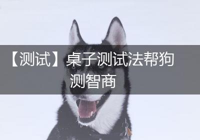 【测试】桌子测试法帮狗测智商