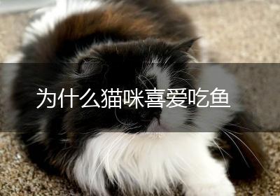 为什么猫咪喜爱吃鱼