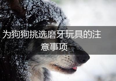 为狗狗挑选磨牙玩具的注意事项