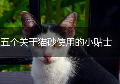 五个关于猫砂使用的小贴士