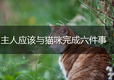 主人应该与猫咪完成六件事