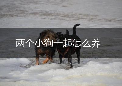 两个小狗一起怎么养