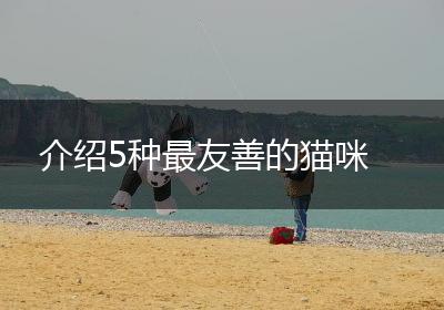 介绍5种最友善的猫咪