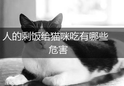 人的剩饭给猫咪吃有哪些危害