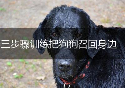 三步骤训练把狗狗召回身边