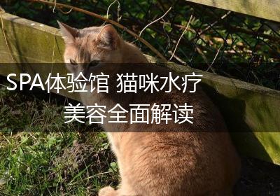 SPA体验馆 猫咪水疗美容全面解读
