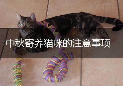 中秋寄养猫咪的注意事项