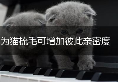 为猫梳毛可增加彼此亲密度
