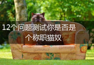 12个问题测试你是否是个称职猫奴