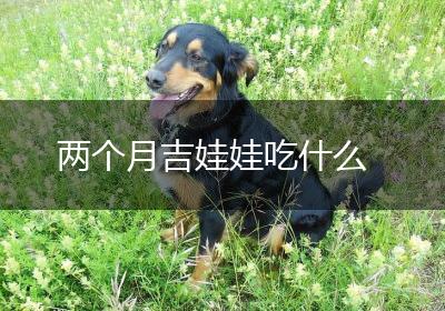 两个月吉娃娃吃什么