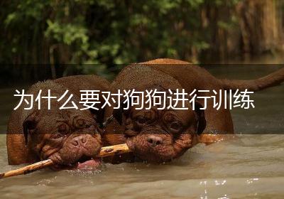 为什么要对狗狗进行训练