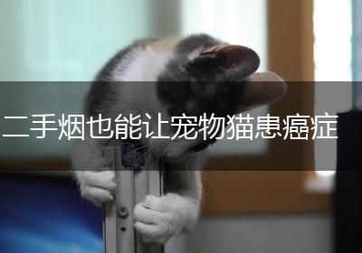 二手烟也能让宠物猫患癌症