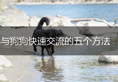 与狗狗快速交流的五个方法