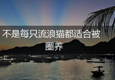 不是每只流浪猫都适合被圈养