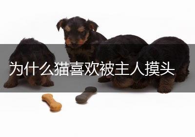 为什么猫喜欢被主人摸头