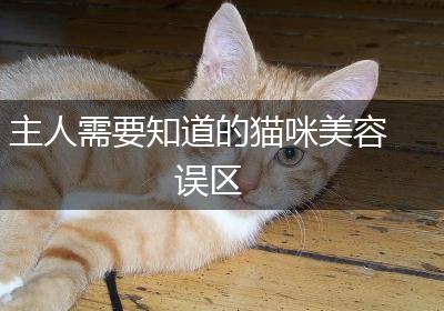主人需要知道的猫咪美容误区