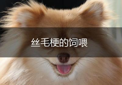 丝毛梗的饲喂