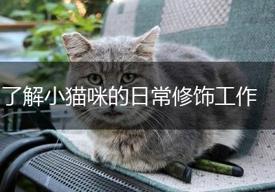 了解小猫咪的日常修饰工作