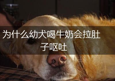 为什么幼犬喝牛奶会拉肚子呕吐