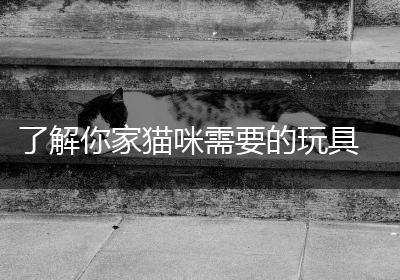 了解你家猫咪需要的玩具