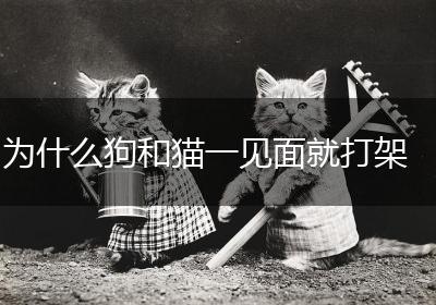 为什么狗和猫一见面就打架