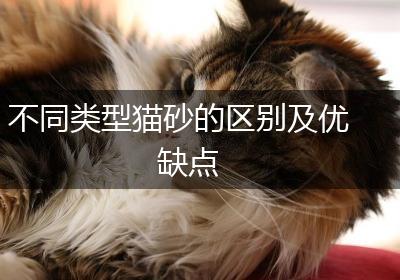 不同类型猫砂的区别及优缺点