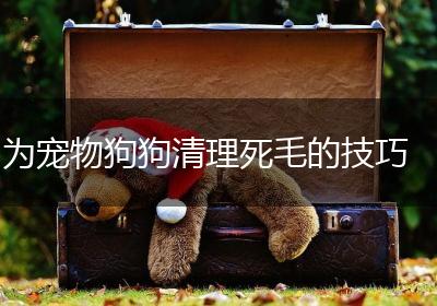 为宠物狗狗清理死毛的技巧