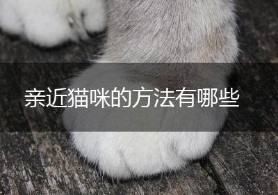 亲近猫咪的方法有哪些