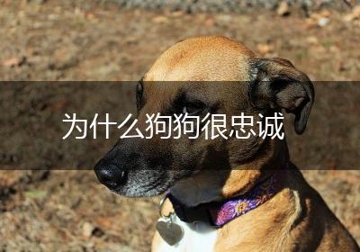 为什么狗狗很忠诚