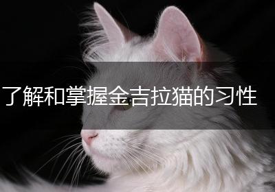 了解和掌握金吉拉猫的习性