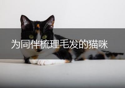 为同伴梳理毛发的猫咪