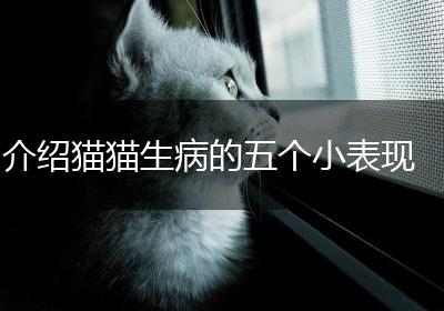 介绍猫猫生病的五个小表现