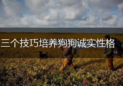 三个技巧培养狗狗诚实性格