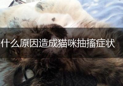 什么原因造成猫咪抽搐症状