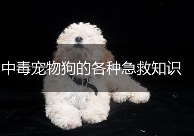 中毒宠物狗的各种急救知识