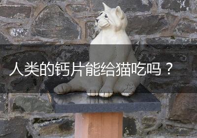人类的钙片能给猫吃吗？