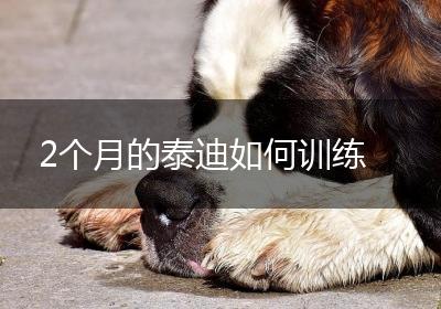 2个月的泰迪如何训练