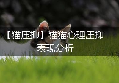 【猫压抑】猫猫心理压抑表现分析